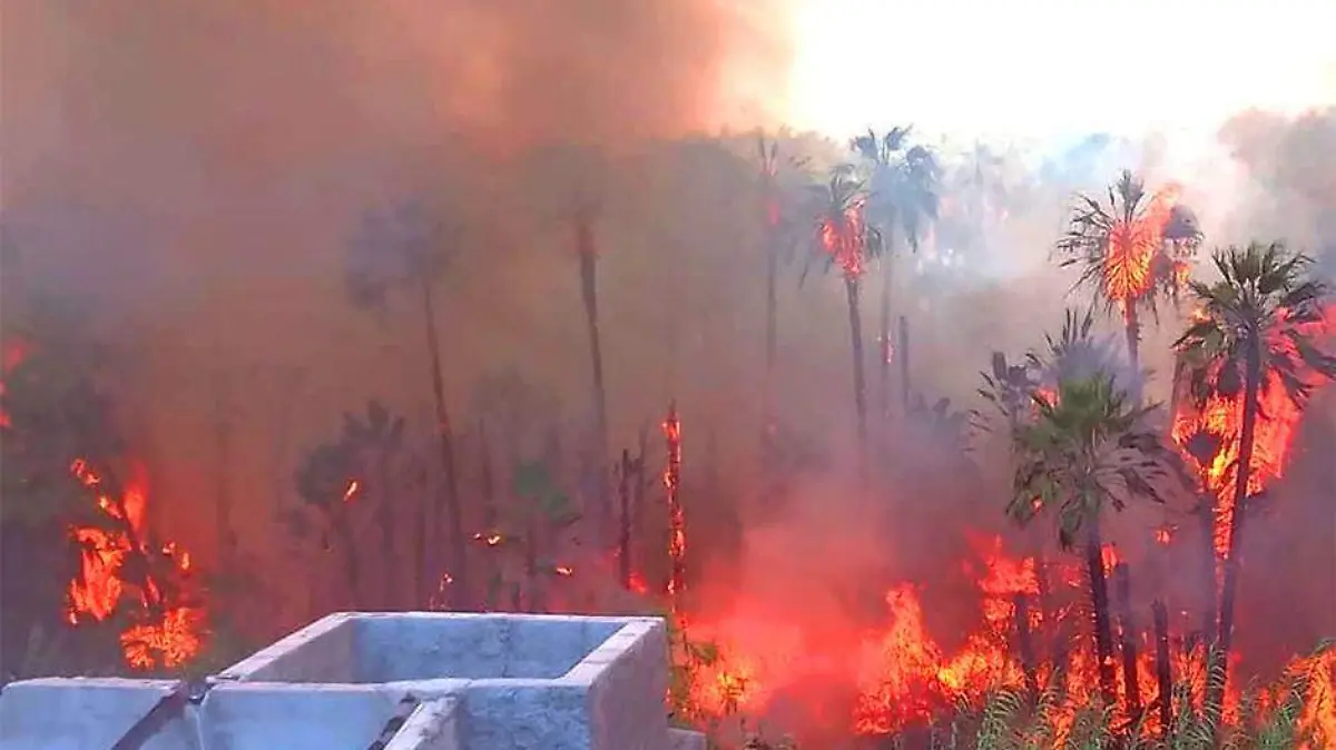 Incendio palmar todos sants 1